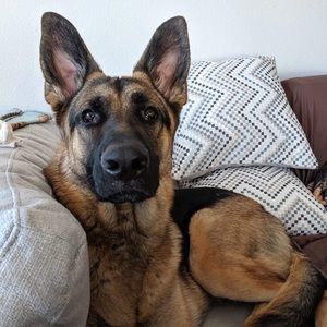 Meet your Posher, Cindy